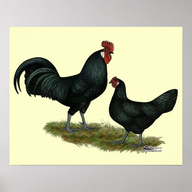 Póster Augsburger Chickens (Frente)