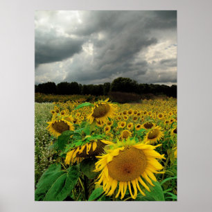 Póster August rain,Sunflowers, Print