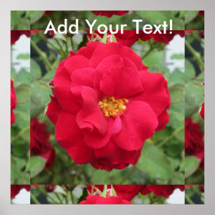 Poster Aumentou Blume Rote
