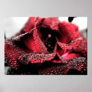 Póster Aumentou no poster/impressão da flor