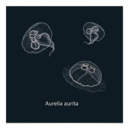 Póster Aurelia aurita Poster educacional