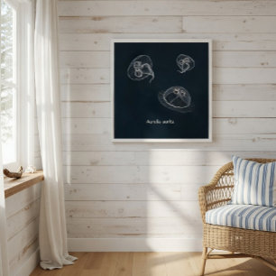 Póster Aurelia aurita Poster educacional