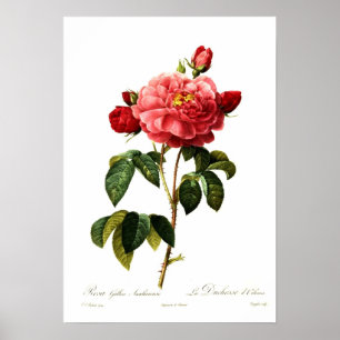 Poster Aurelianensis do gallica de Rosa