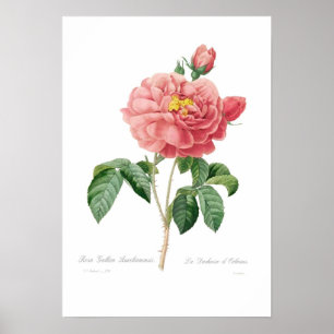 Póster Aurelianensis do gallica de Rosa