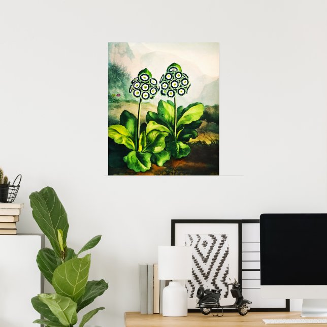 Poster Auriculas (Escritório em casa)