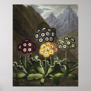 Poster Auriculas from Dr John Robert Thornton's