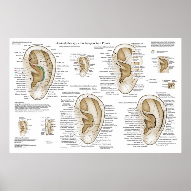 Poster Auriculoterapia Acupuntura Auricular (Frente)