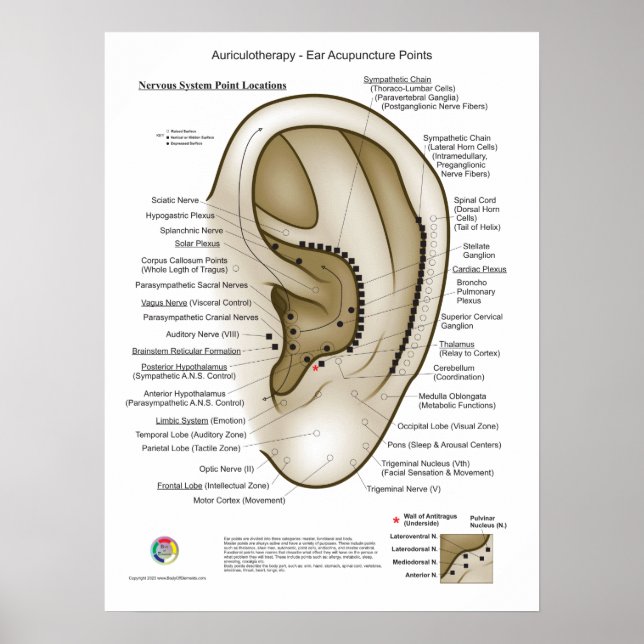 Poster Auriculotherapy Ear Acupuncture (Frente)
