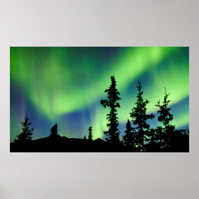 Póster Aurora borealis intensa sobre a taiga-peluce-preto (Frente)