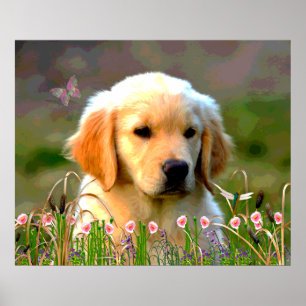 Poster Austin o Labrador dourado