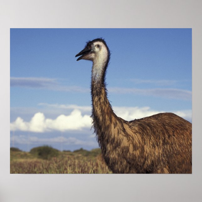Póster Austrália, Austrália Ocidental. Emu (Dromaius) (Frente)