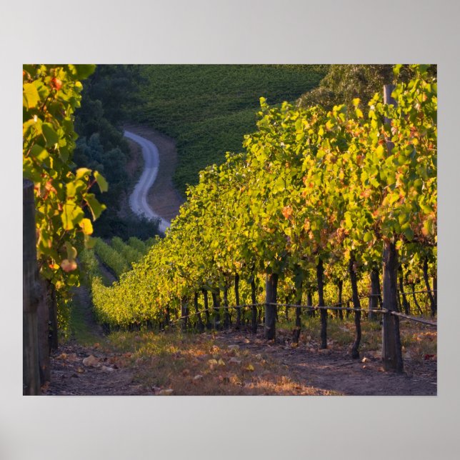 Póster Austrália do Sul, Colinas de Adelaide, Summertown. (Frente)