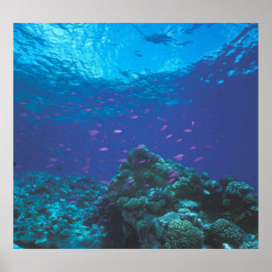 Póster Austrália, Grande Barreira de Coral. Cardume Roxo