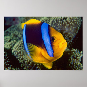 Póster Australia, Great Barrier Reef, Anemonefish