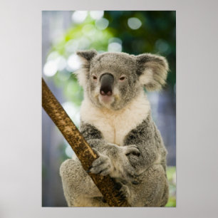 Póster Austrália, Queensland, Brisbane, árvore de figo