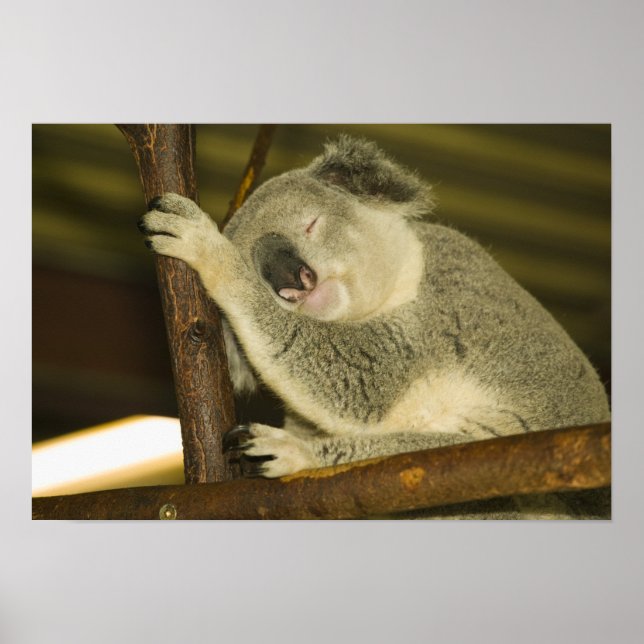 Póster Austrália, Queensland, Brisbane. Árvore Fig (Frente)