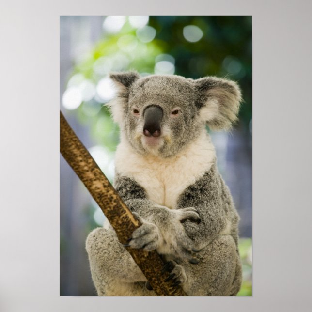 Póster Austrália, Queensland, Brisbane, Fig Tree (Frente)