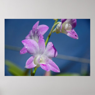 Poster Austrália, Território Norte, Darwin