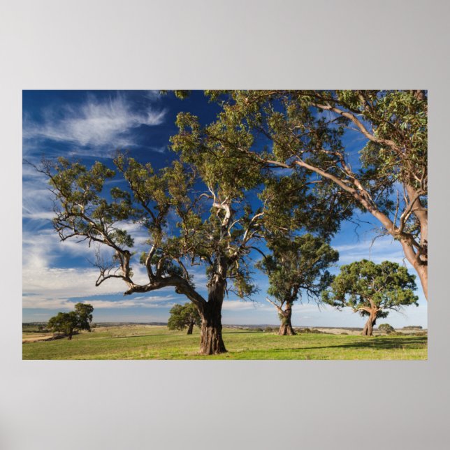 Poster Austrália, Vale de Barossa, Monte Pleasant (Frente)