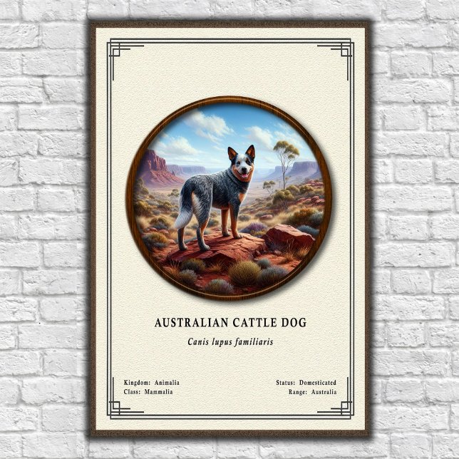 Poster Australian Cattle Dog Zoology Series (Criador carregado)