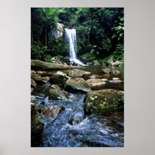 Póster Australian Rainforest