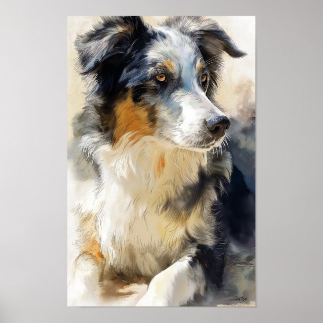 Poster Australian shepherd dog portrait (Frente)