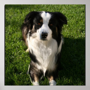 Poster australiano da foto do pastor