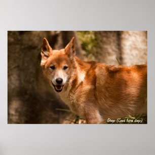 Poster australiano do dingo