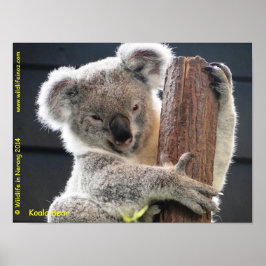 Poster Australiano Koala