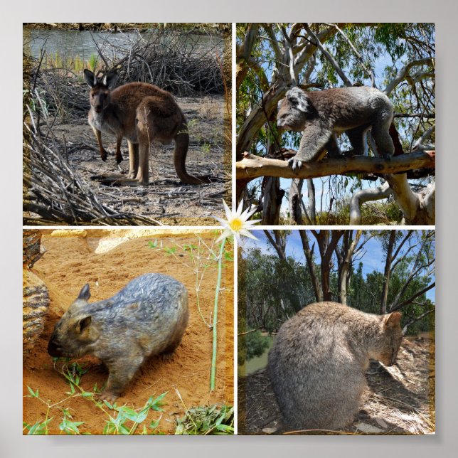 Poster Australiano Koala, Wombat, Quokka, Kangaroo, (Frente)