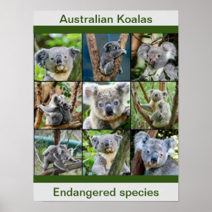 Poster Australianos Koalas, espécies ameaçadas