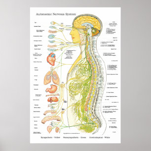 Poster autonómico da American National Standard d