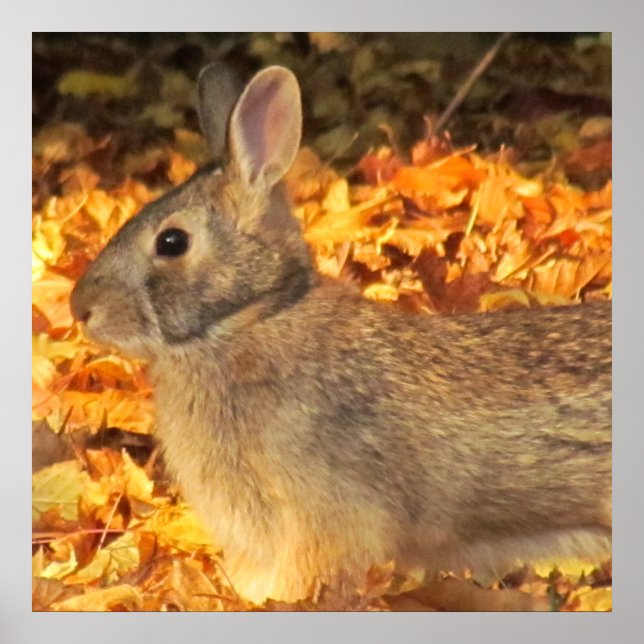 Póster Autumn Bunny (Frente)