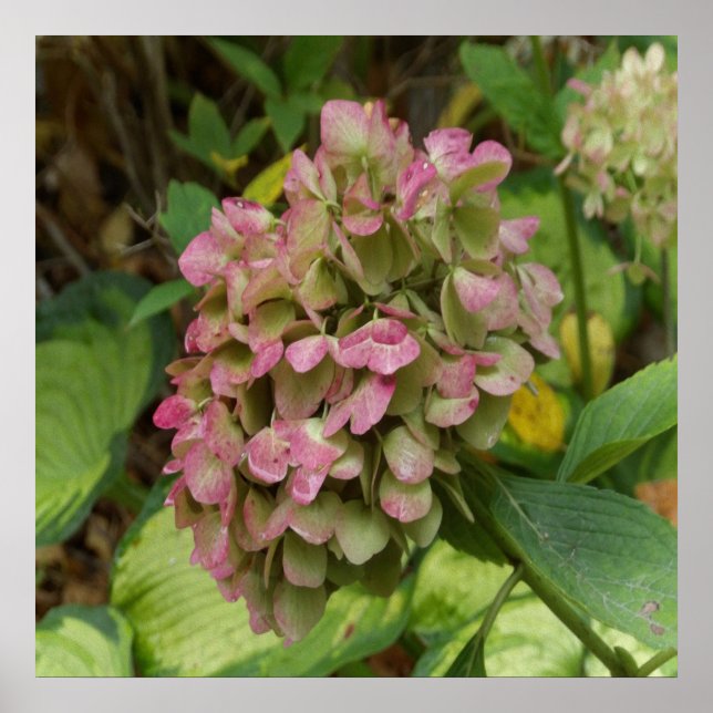 Poster Autumn Hydrangea Bloom com Ouro Hosta Leaves (Frente)