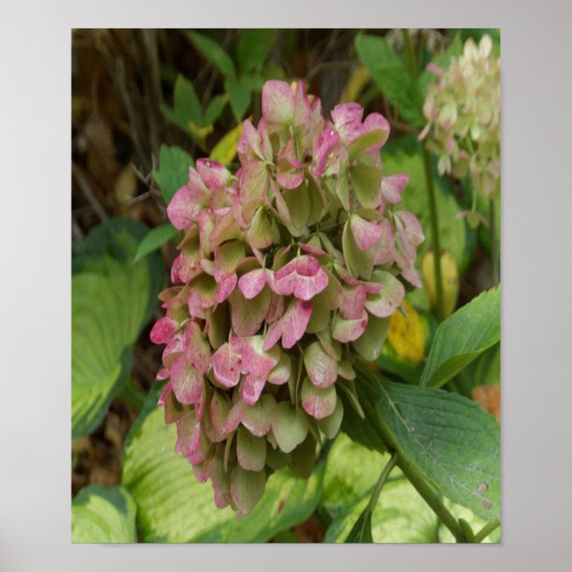 Poster Autumn Hydrangea Bloom com Ouro Hosta Leaves (Frente)