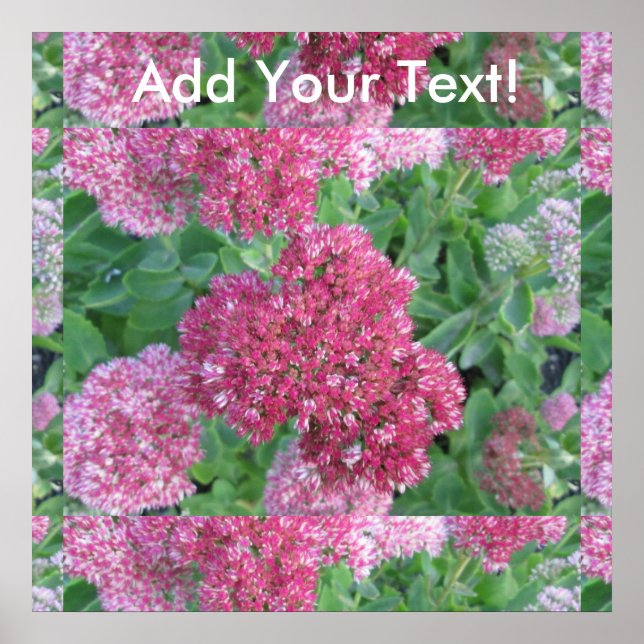 Póster Autumn Joy Sedum Red Pink Cluster Flor (Frente)