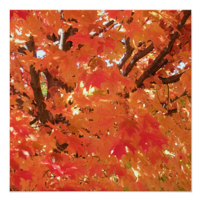 Póster Autumn Leaves 1 (Frente)