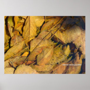 Póster Autumn Leaves em uma poça de chuva