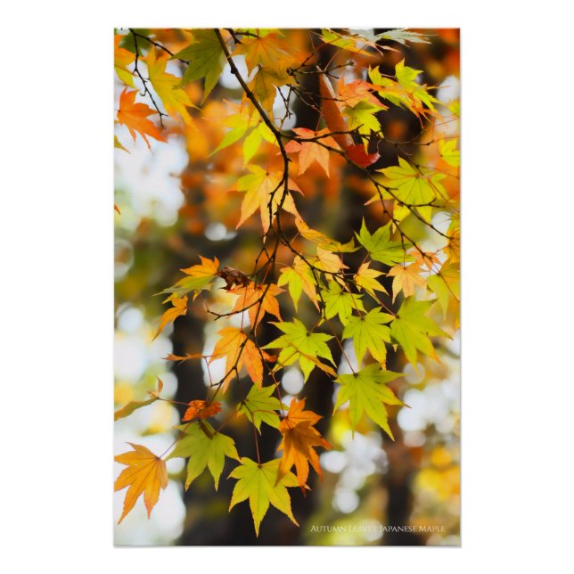 Póster Autumn Leaves [Glossy Poster] (Frente)