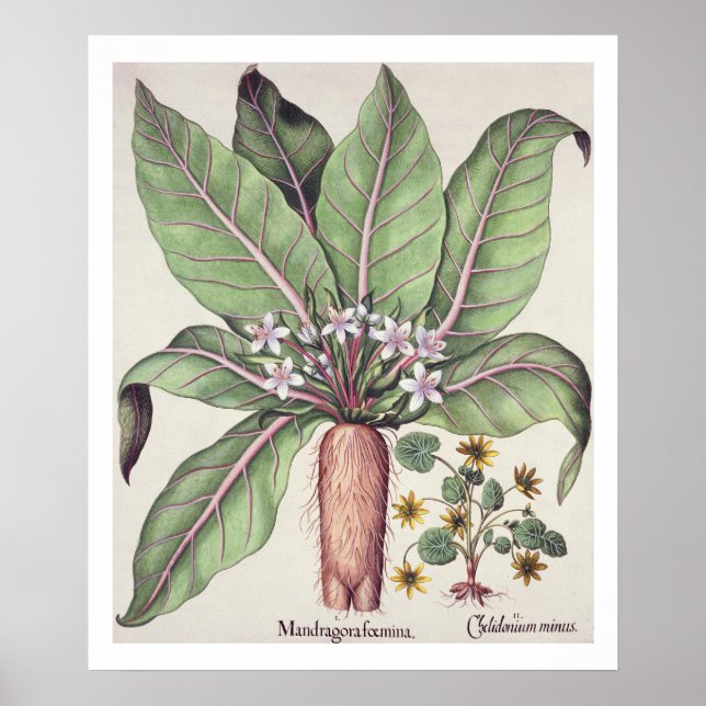 Poster Autumn Mandrake, do Hortus Eystettensis, por (Frente)