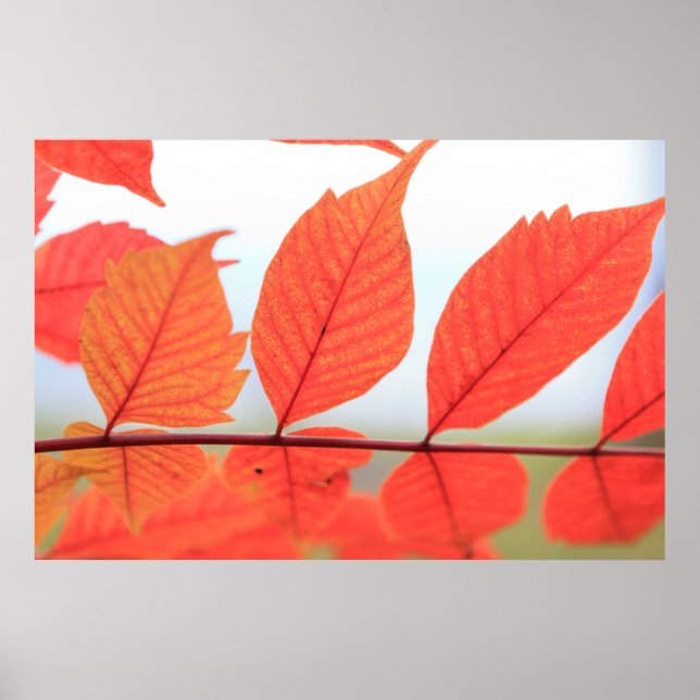 Poster Autumn Orange Folaves (Frente)