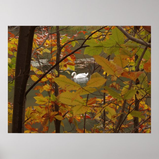 Poster Autumn Pond com Swan (Frente)