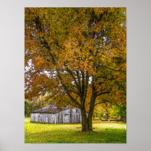 Poster Autumn Tree E Barn Painterly