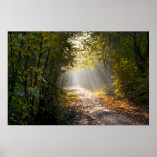 Poster Autumn Woodland Path with Sunrays