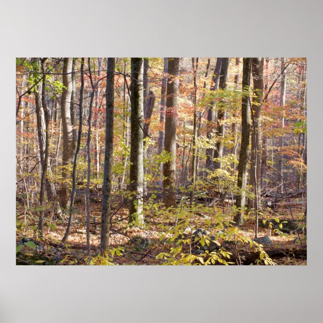 Póster Autumn Woods (Frente)