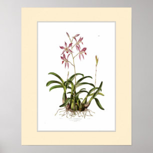 Poster Autumnalis do Laelia, beira feita sob encomenda