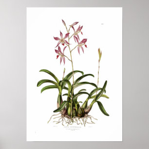 Póster Autumnalis do Laelia por Augusta Innes Withers.