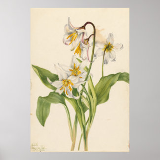 Poster Avalanche Lily (Eritronium montanum)