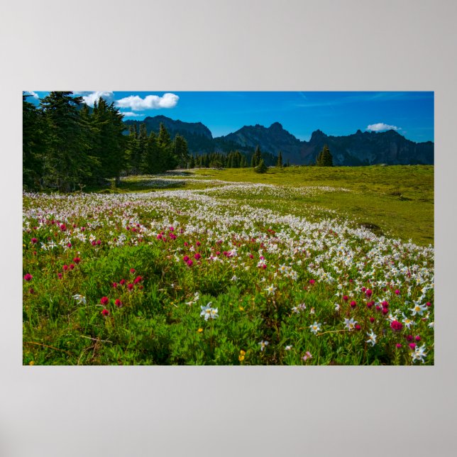 Poster Avalanche Lily Superbloom (Frente)