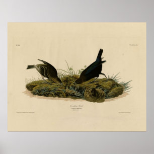 Poster Ave-caneta-Vaca (Cowbird) Aves da América